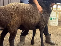 Ram, Edilbay sheep — photo 4