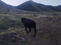 公牛, Aberdeen-Angus — 照片 2