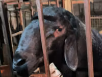 मेढ़ा, Arashan sheep — फ़ोटो 2