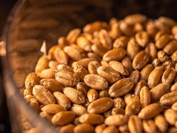 Продам пшеницу, 0зимая- на семена сорт Баграт 2- репродукция, с