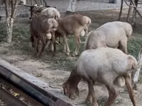 كبش, Arashan sheep — الصورة 3