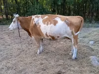 गाय, हंगेरियन ग्रे नस्ल — फ़ोटो 3