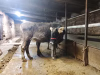 Bulle, Swiss cattle — Foto 4
