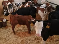 公牛, Limousin cow — 照片 4