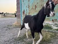 母山羊, Alpine goat — 照片 2