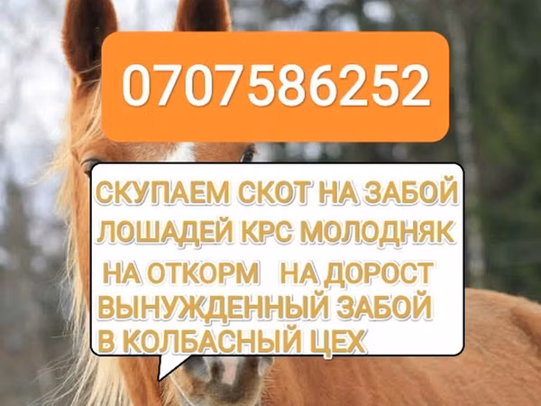 Букачар, Сиырлар