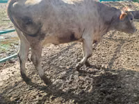 Sigir, Swiss cattle — 8-rasm
