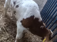Bull, Cattle — photo 2