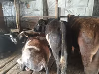 Widder, Tian-Shan semifinewool sheep — Foto 6