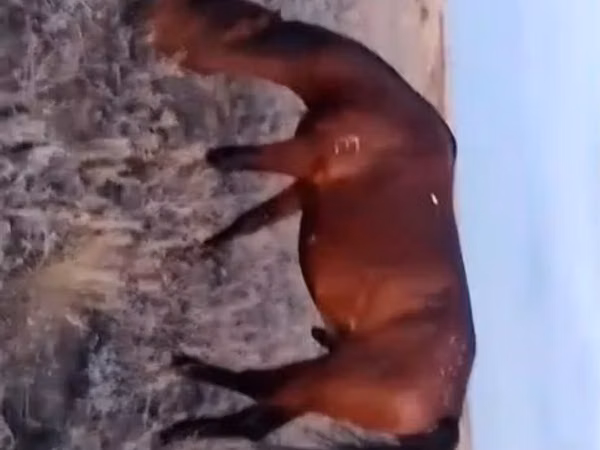 Ат, Аттар — Казакстан