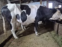 Cow, Russian Black pied cattle — photo 4