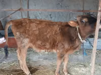 Vaca, Ganado vacuno — foto 4