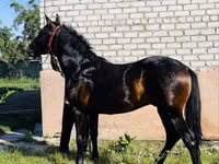 حصان, Swedish warmblood horse — الصورة 2
