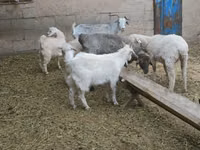 Ешкі, Ешкілер — 3-сурет