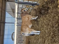 Bulle, Partenaise cattle — Foto 7