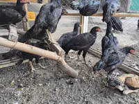 Chickens — Foto 2