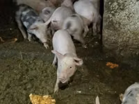 Eber, Schweine — Foto 3
