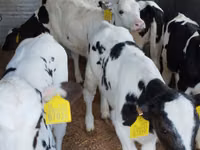 Bovinos (lote, sexo no especificado), Russian Black pied cattle — foto 4