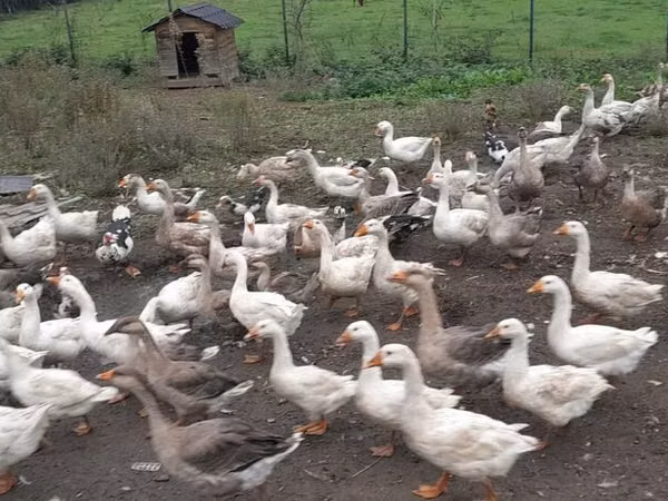 Geese