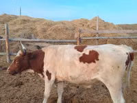 Bulle, Simmental cattle — Foto 1