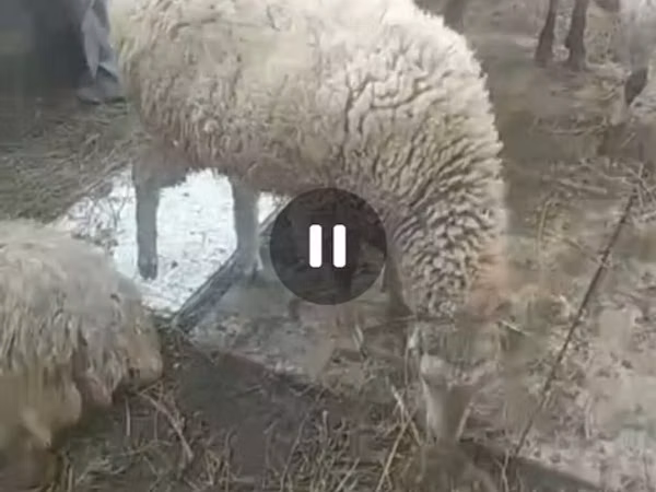 Кой, Койлор