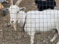 Ziege, Saanen goat — Foto 1