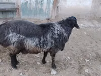 كبش, الأغنام — الصورة 3
