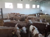 ثور, Simmental cattle — الصورة 1
