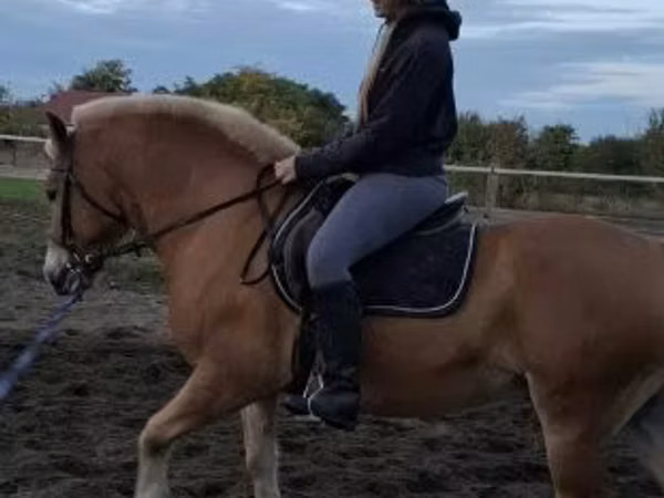 Hengst, Haflinger