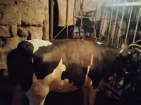 公牛, Holstein breed — 照片 1