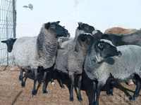 أغنام (دفعة، الجنس غير محدد), Romanov sheep — الصورة 2