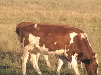 Kuh, Swiss cattle — Foto 2