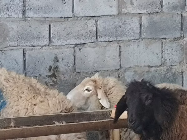 نعجة, الأغنام — قيرغيزستان