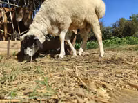 Widder, Blackheaded Persian sheep — Foto 4