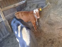 公牛, Cattle — 照片 2