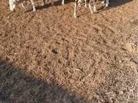 भेड़, Merino sheep — फ़ोटो 4