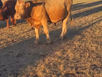 ثور, Simmental cattle — الصورة 1