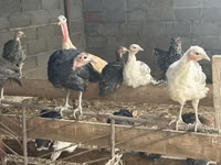 Turkeys — photo 4