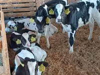 公牛, Holstein breed — 照片 2