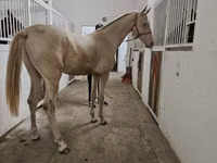 Hengst, Akhal-Teke — Foto 2