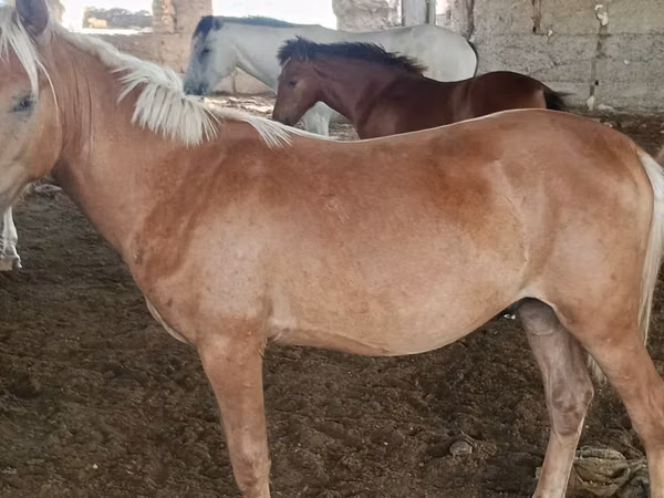 Hengst, Kazakh horse