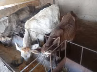 公牛, Swiss cattle — 照片 2