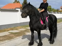 حصان, Fell pony — الصورة 7