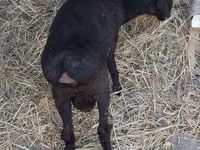 Carnero, Hissar sheep — foto 3