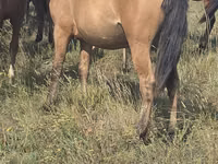 Stute, Mugalzhar horse — Foto 1