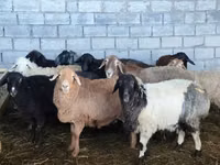 نعجة, الأغنام — الصورة 3