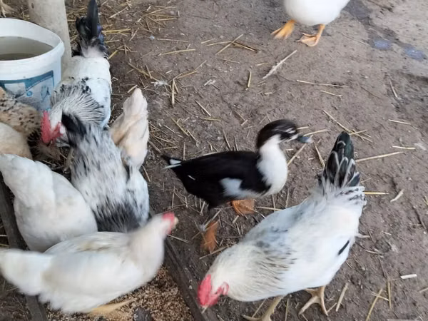 Gallina checa dorada veteada
