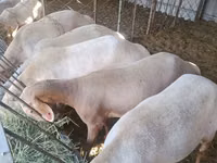 Schaf, Arashan sheep — Foto 3
