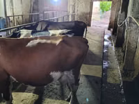ثور, Russian Black pied cattle — الصورة 2