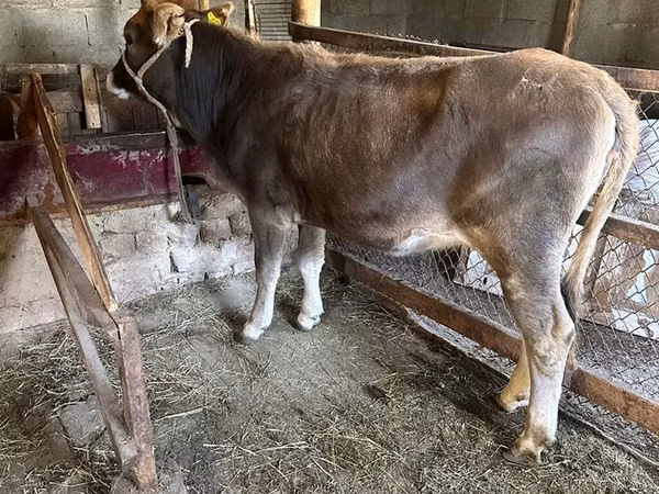公牛, Cattle — 吉尔吉斯斯坦